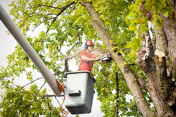 Best Tree Removal Cost  in Daly City, CA